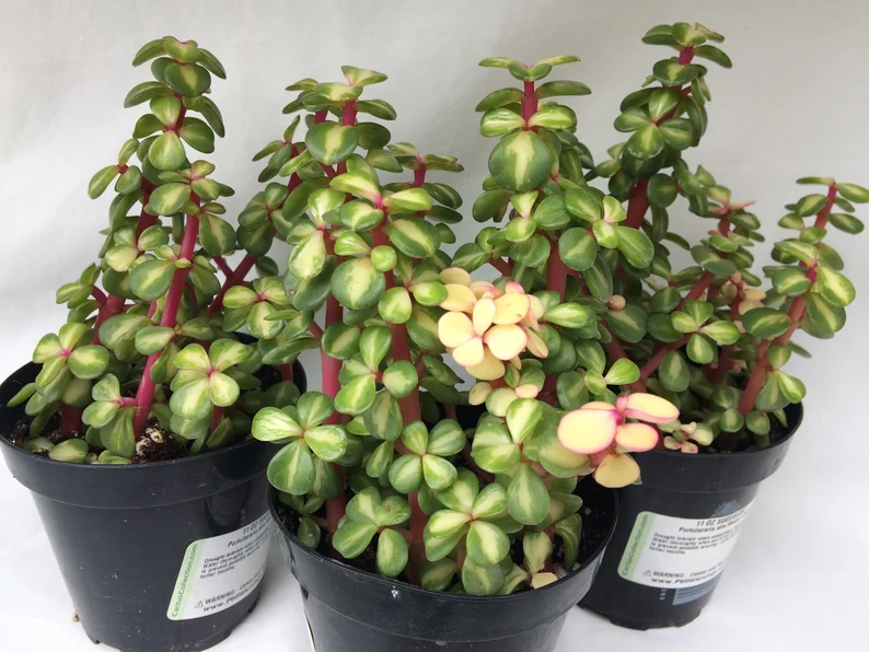 Succulent Plant Medium Portulacaria Afra Medio-Picta