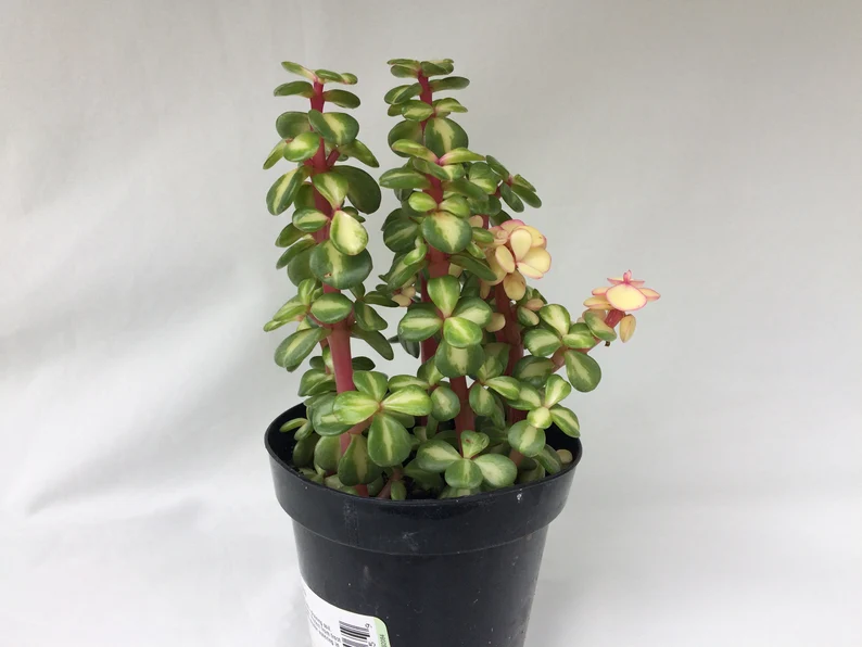 Succulent Plant Medium Portulacaria Afra Medio-Picta - Image 4