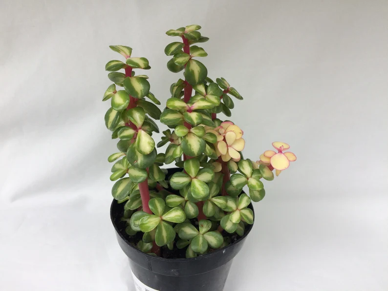Succulent Plant Medium Portulacaria Afra Medio-Picta - Image 3