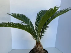 Large Sago Palm