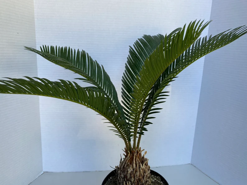 Large Sago Palm - Image 11
