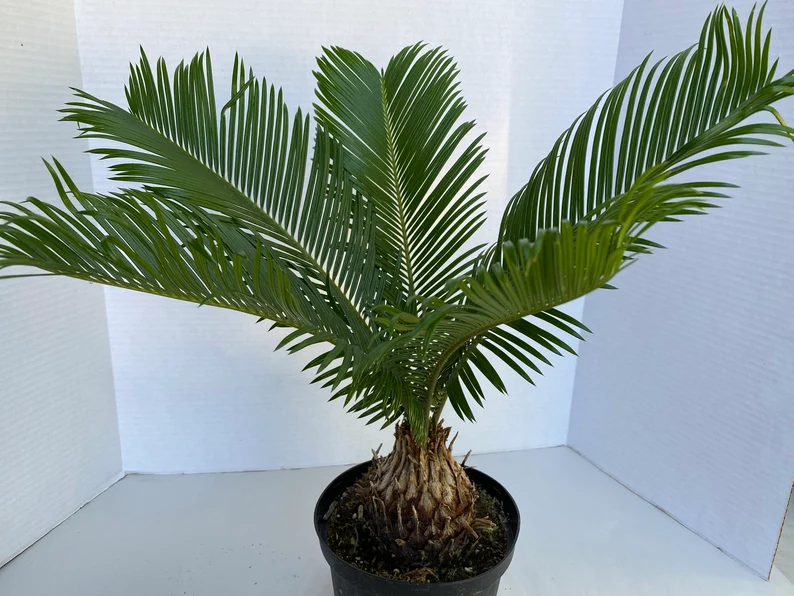 Large Sago Palm - Image 10