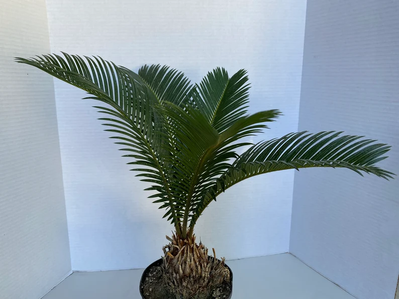 Large Sago Palm - Image 4