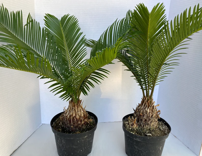 Large Sago Palm - Image 2