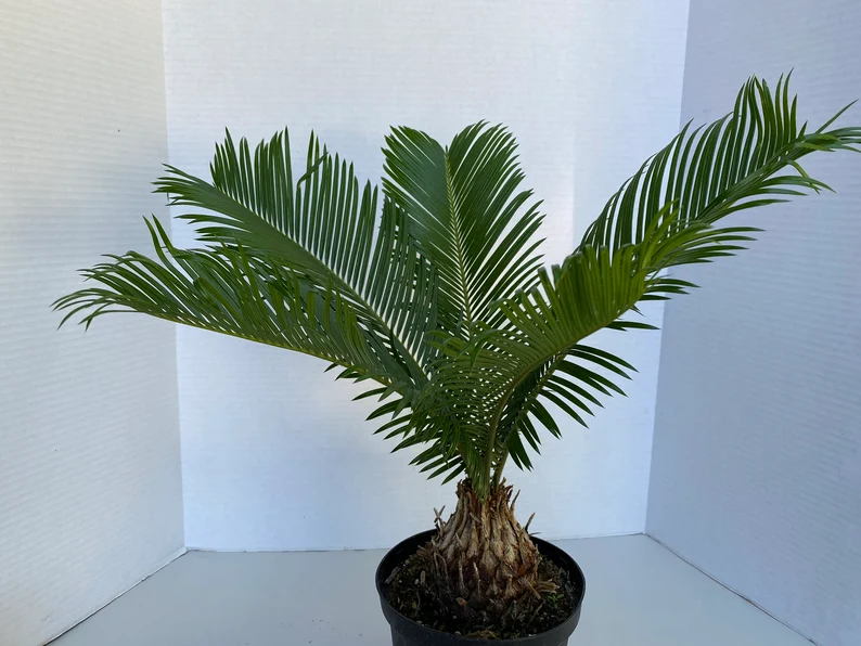 Large Sago Palm - Image 9