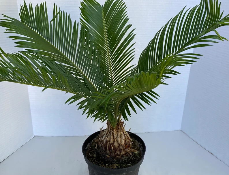 Large Sago Palm - Image 6