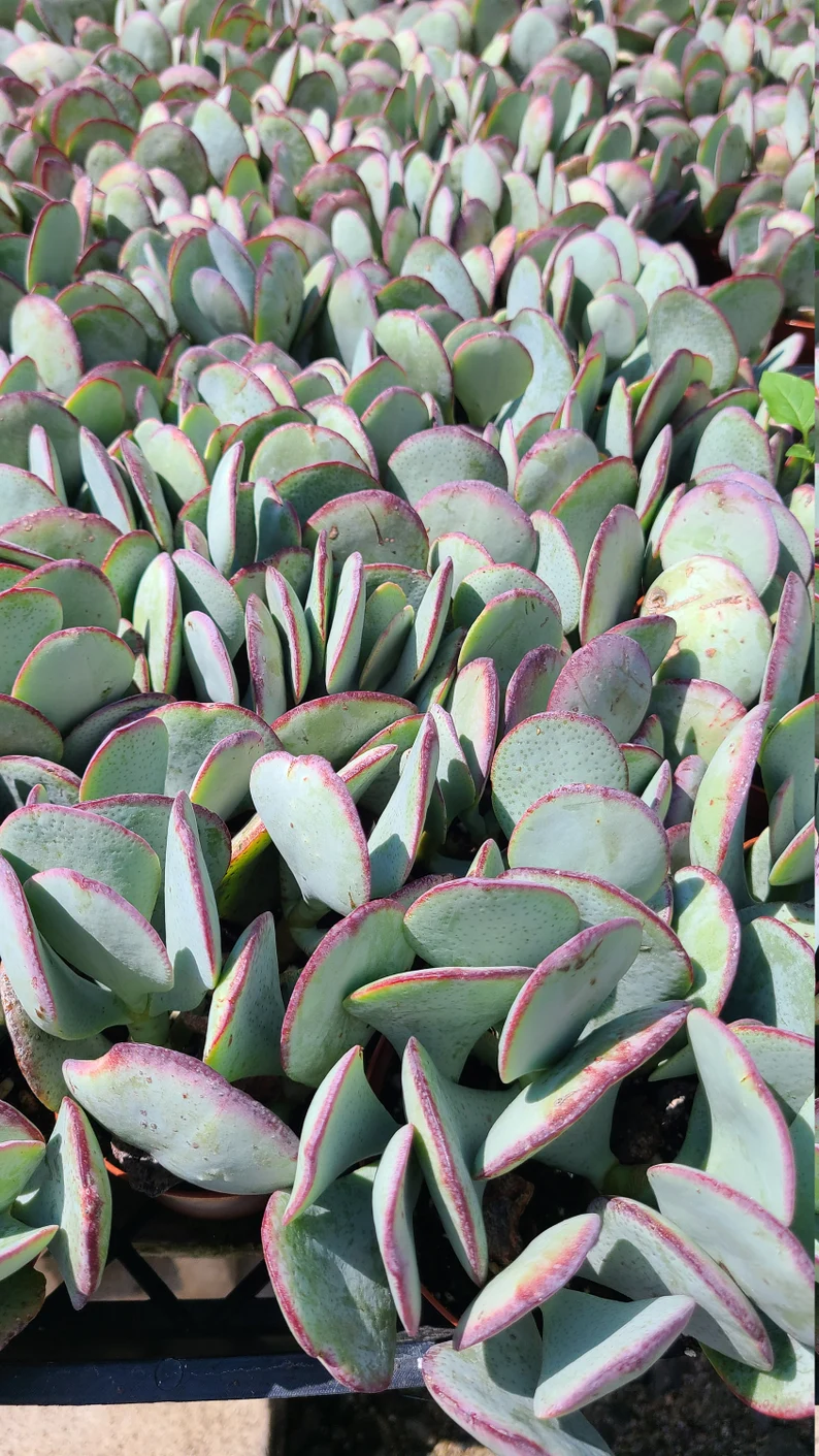 Succulent Plant Medium Silver Dollar Jade - Image 3