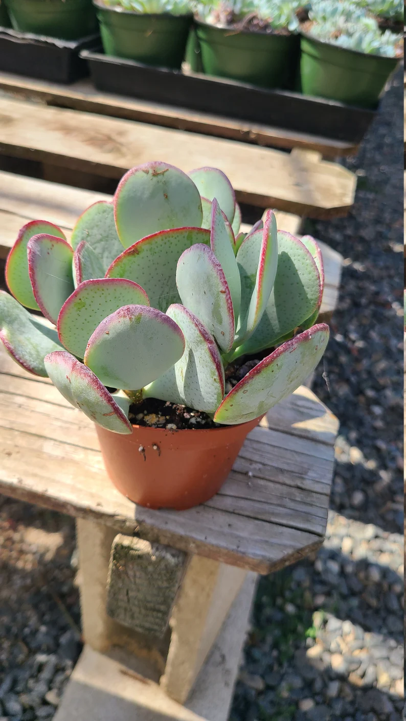 Succulent Plant Medium Silver Dollar Jade - Image 7