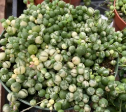 Mature Succulent Plant Variegated String Of Pearls