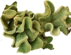 Cactus -Opuntia Microdasys Var. Pallida F. Cristata