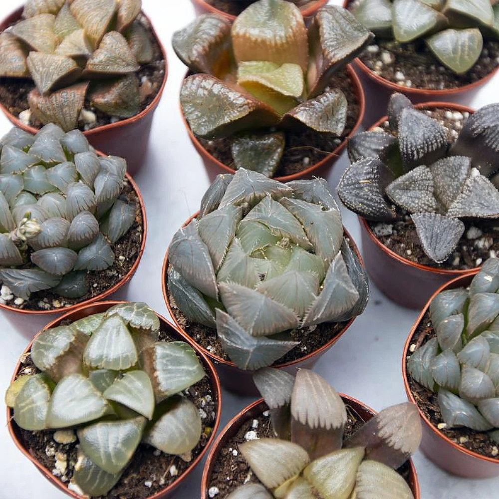 Rare Glass Haworthia Collection 3 Plants - Easy To Grow - 2" Pots - Image 2