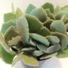 Medium Succulent Plant - Kalanchoe Millotii. Beautiful, Suede Textured, Fleshy, Pale Green Leaves.