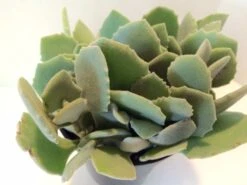 Medium Succulent Plant - Kalanchoe Millotii. Beautiful, Suede Textured, Fleshy, Pale Green Leaves.