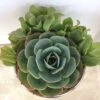 Medium Succulent Plant - Arrangement In Round, Green Enameled Planter With A Metal Rim. Beautiful, Completely Assembled Dish Garden..