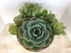 Medium Succulent Plant - Arrangement In Round, Green Enameled Planter With A Metal Rim. Beautiful, Completely Assembled Dish Garden..