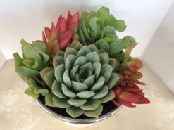 Medium Succulent Plant - Arrangement In Round, White Enameled Planter With A Metal Rim. Beautiful, Completely Assembled Dish Garden..
