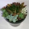 Medium Succulent Plant - Arrangement In Round Striped Ceramic Planter. Beautiful, Completely Assembled Dish Garden..