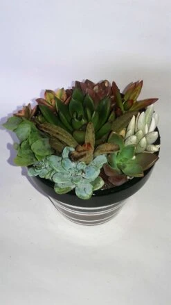 Medium Succulent Plant - Arrangement In Round Striped Ceramic Planter. Beautiful, Completely Assembled Dish Garden..