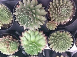 Four Small Succulent Plants In Pots. Assortment Of 4 Small Hens And Chicks Plants, Shipped In Pots