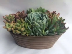 Large Succulent Arrangement In A Tan Oval Designed Tin.