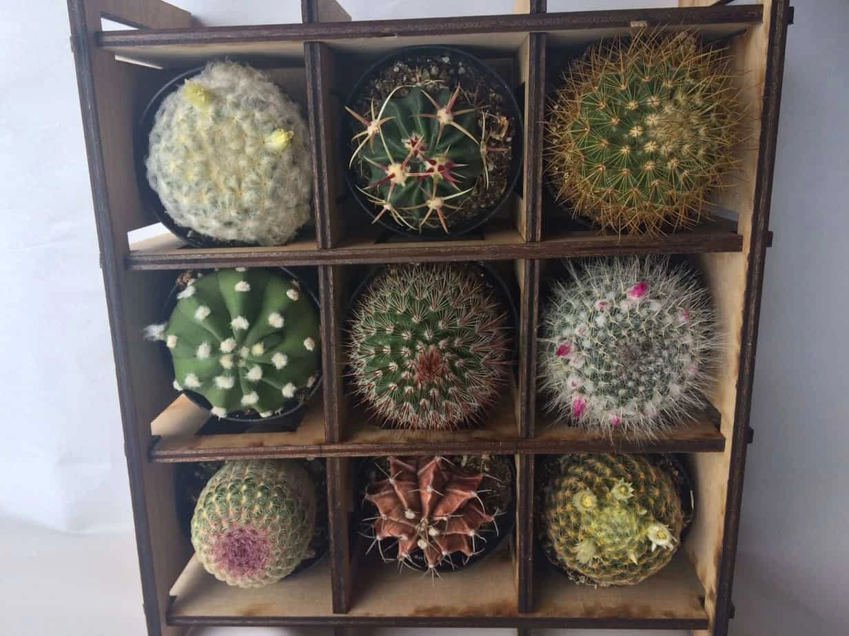 Shadow Box Nine Cacti Planter - Image 7