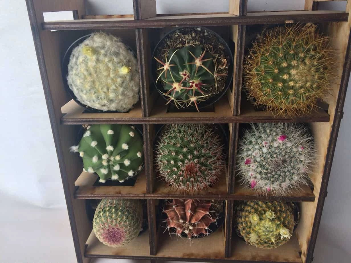 Shadow Box Nine Cacti Planter - Image 8