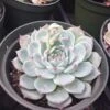 Large Succulent Plant Echeveria Tippy Pale Blue Rosette With Pointed Red Tips