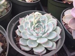 Large Succulent Plant Echeveria Tippy Pale Blue Rosette With Pointed Red Tips