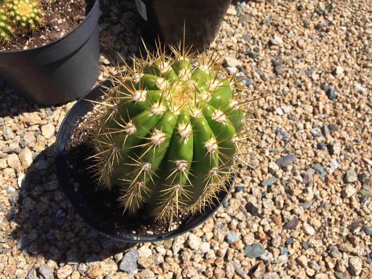 Cactus Plant Mature Trichocereus 'Sun Goddess'. A Tall, Very Chunky Hybrid Cactus With Golden Spines. - Image 2