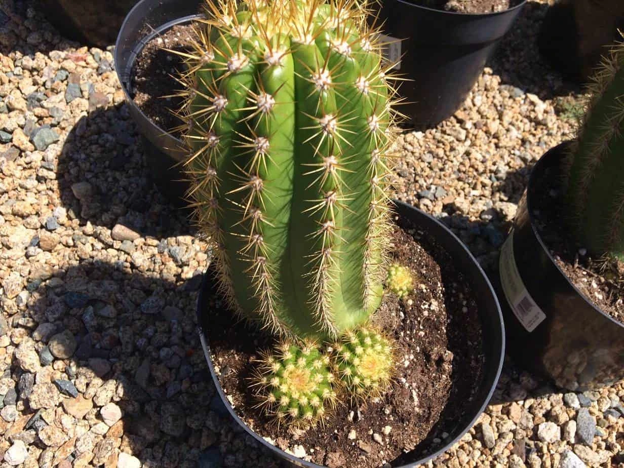 Cactus Plant Mature Trichocereus 'Sun Goddess'. A Tall, Very Chunky Hybrid Cactus With Golden Spines. - Image 4