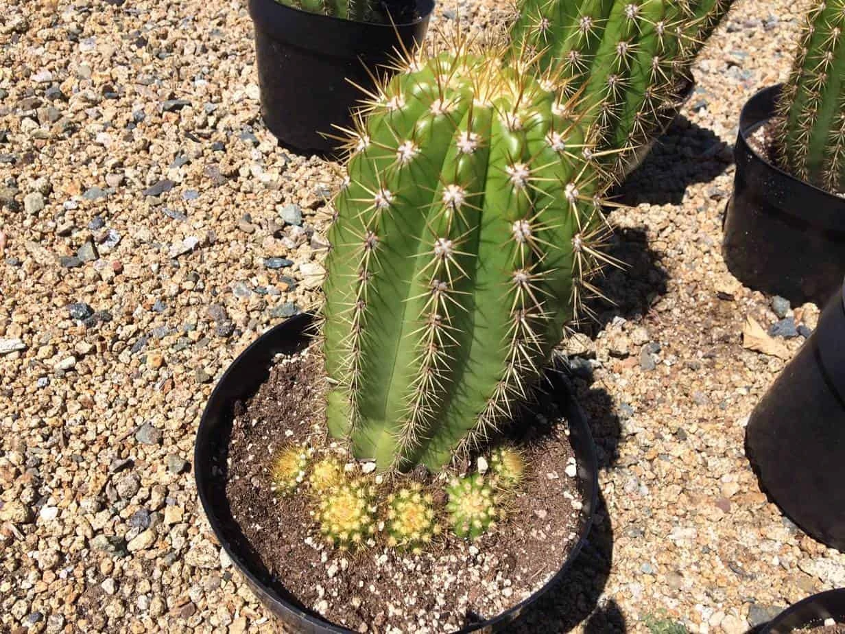 Cactus Plant Mature Trichocereus 'Sun Goddess'. A Tall, Very Chunky Hybrid Cactus With Golden Spines. - Image 5