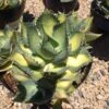Mature Agave Rum Runner. Unique Coloring Makes This A Must Have Plant For Any Garden