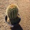 Mature Torch Cactus | Beautiful Coloring And Even Ribs Make Up This Fast Growing Cactus