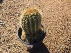 Mature Torch Cactus | Beautiful Coloring And Even Ribs Make Up This Fast Growing Cactus