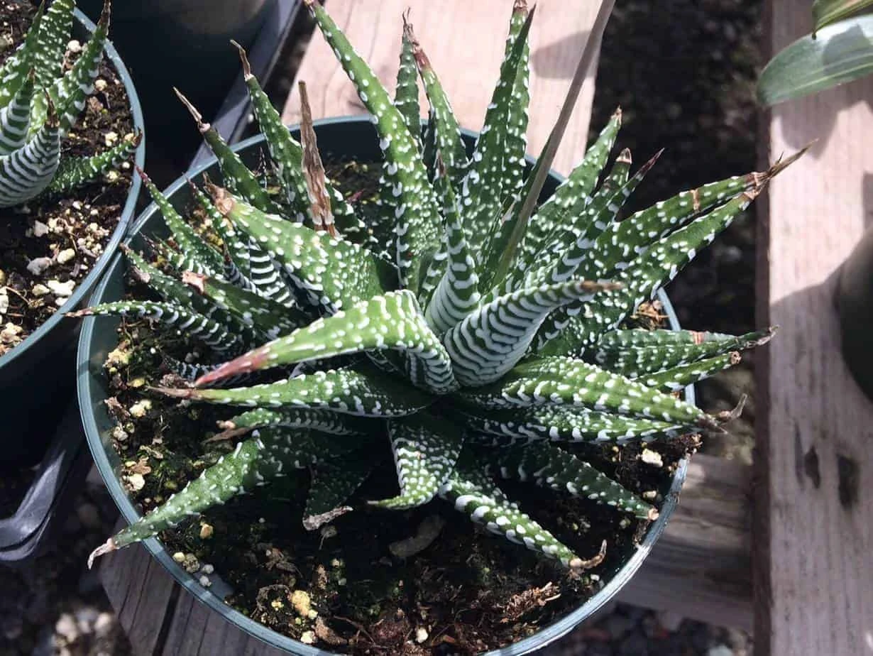 Large Succulent Zebra Plant Or Haworthia Fasciata Succulent - Image 3