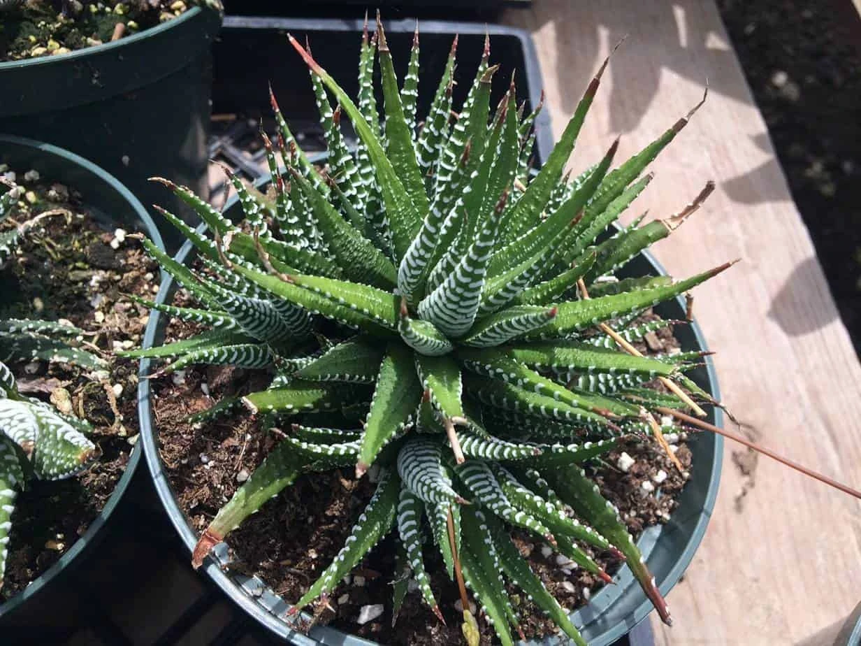 Large Succulent Zebra Plant Or Haworthia Fasciata Succulent