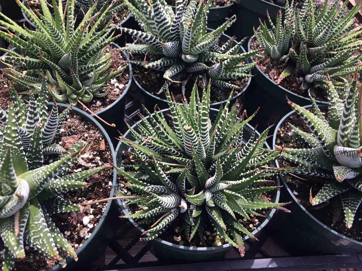 Large Succulent Zebra Plant Or Haworthia Fasciata Succulent - Image 6