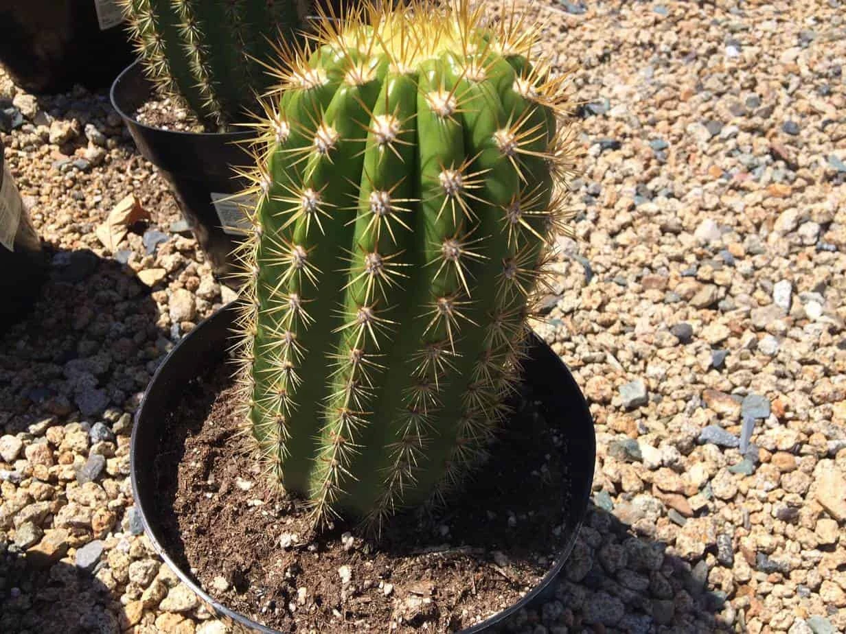 Cactus Plant Mature Trichocereus 'Sun Goddess'. A Tall, Very Chunky Hybrid Cactus With Golden Spines.