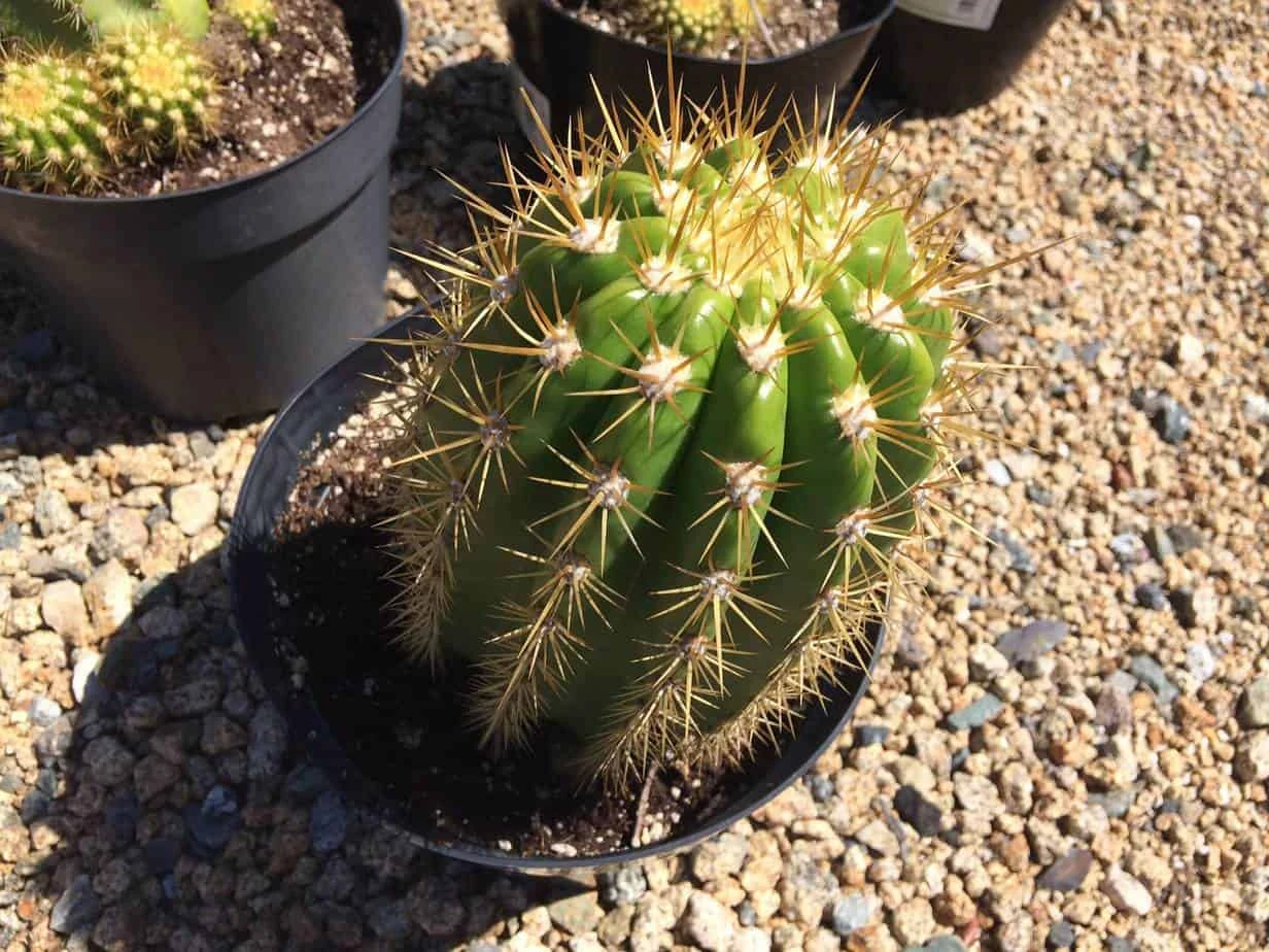 Cactus Plant Mature Trichocereus 'Sun Goddess'. A Tall, Very Chunky Hybrid Cactus With Golden Spines. - Image 3