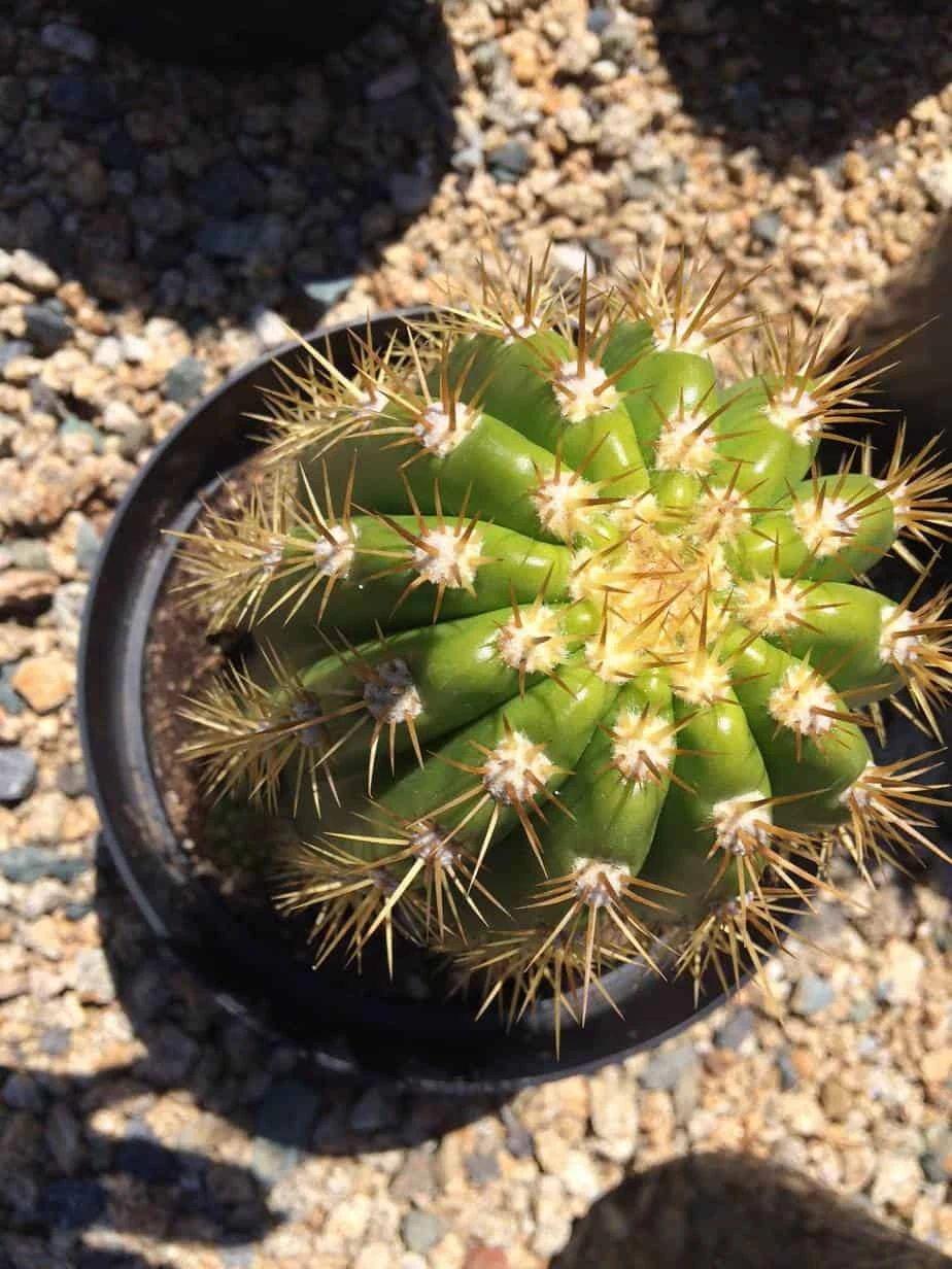 Cactus Plant Mature Trichocereus 'Sun Goddess'. A Tall, Very Chunky Hybrid Cactus With Golden Spines. - Image 6