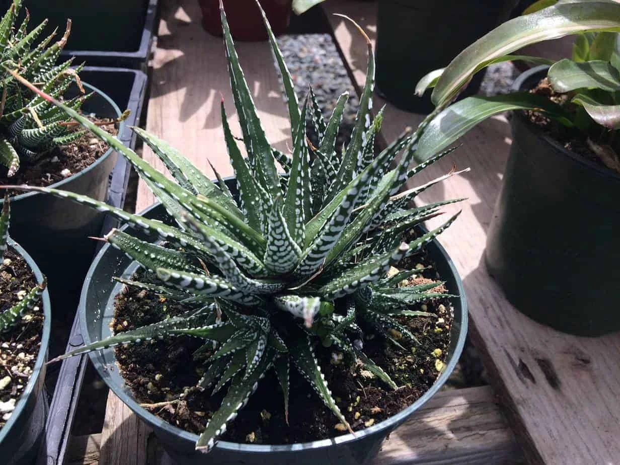 Large Succulent Zebra Plant Or Haworthia Fasciata Succulent - Image 5