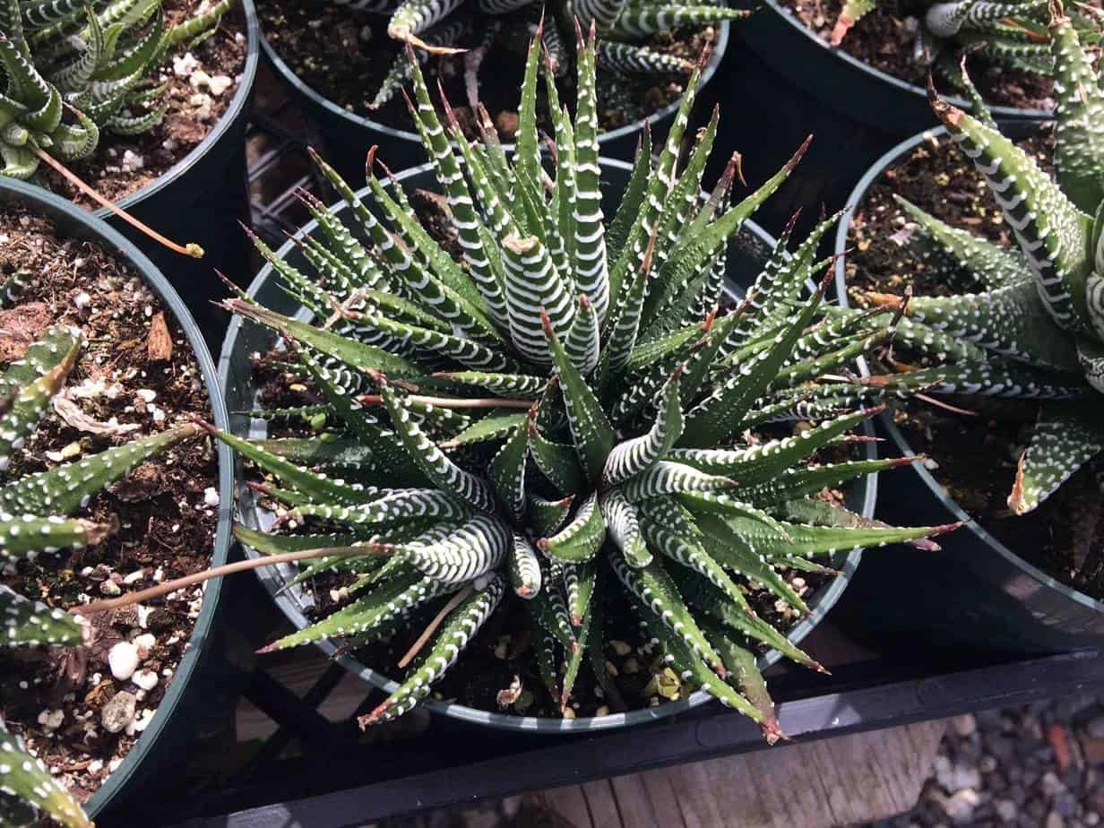 Large Succulent Zebra Plant Or Haworthia Fasciata Succulent - Image 2