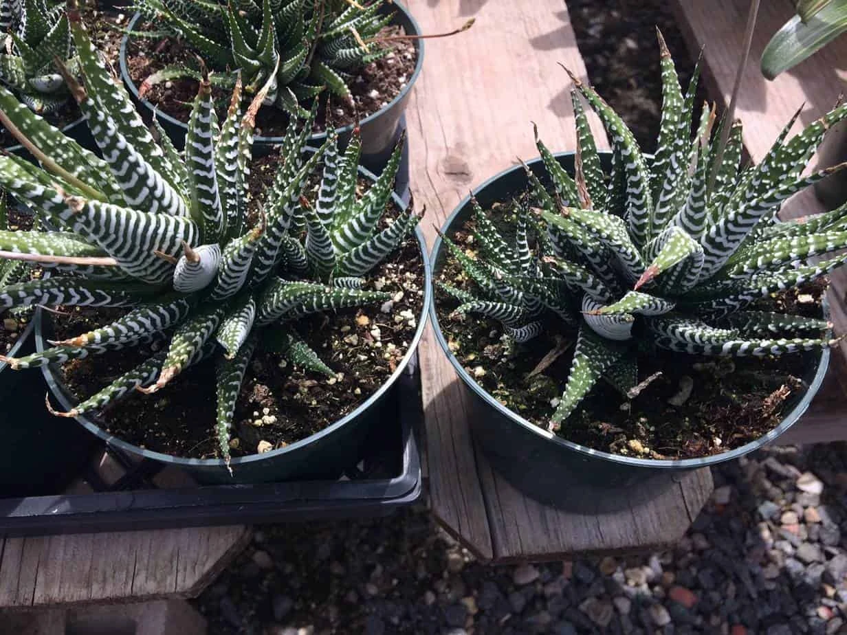 Large Succulent Zebra Plant Or Haworthia Fasciata Succulent - Image 7