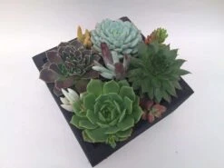 Large Succulent Arrangement In Black Rustic Wood Square Planter. Beautiful, Completely Assembled Dish Garden.
