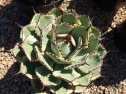Mature Agave Lucky Crown Century Plant. Unique Coloring Makes This Agave A Must Have Plant For Any Garden