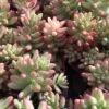 Medium Sedum Aurora Also Known As Jelly Beans