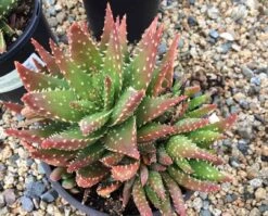 Mature Aloe Crosby's Prolific | A Beautifully Colored, Hybrid Aloe