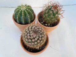 Group Of Three Small Cactus In Terra Cotta Pots | A Great Gift!!