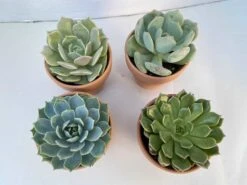 Group Of 4 Small Succulents Shipped In Terra Cotta Pots. A Great Gift!! Shop Early!