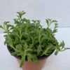 Medium Succulent Plant - String Of Dolphins. Perfect For A Hanging Basket